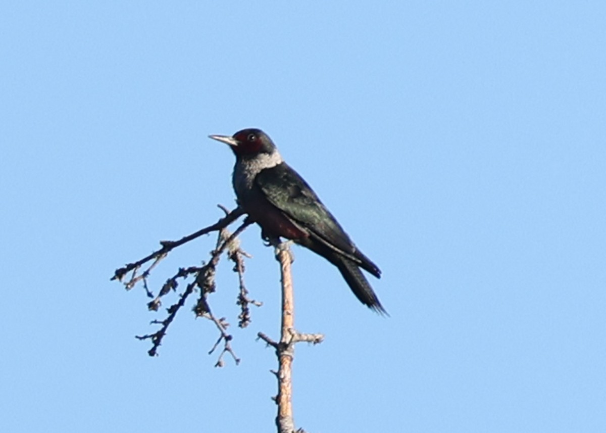 Blutgesichtspecht - ML646769427