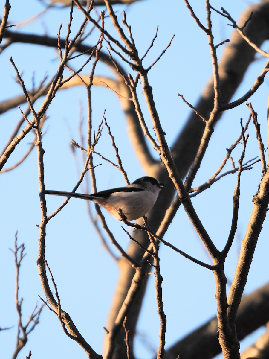 Long-tailed Tit - ML646769429