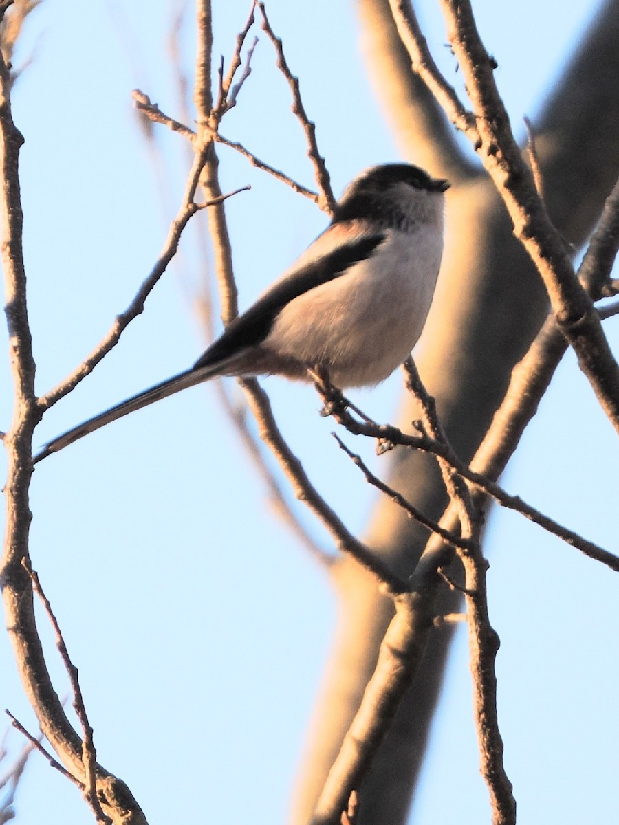 Long-tailed Tit - ML646769430