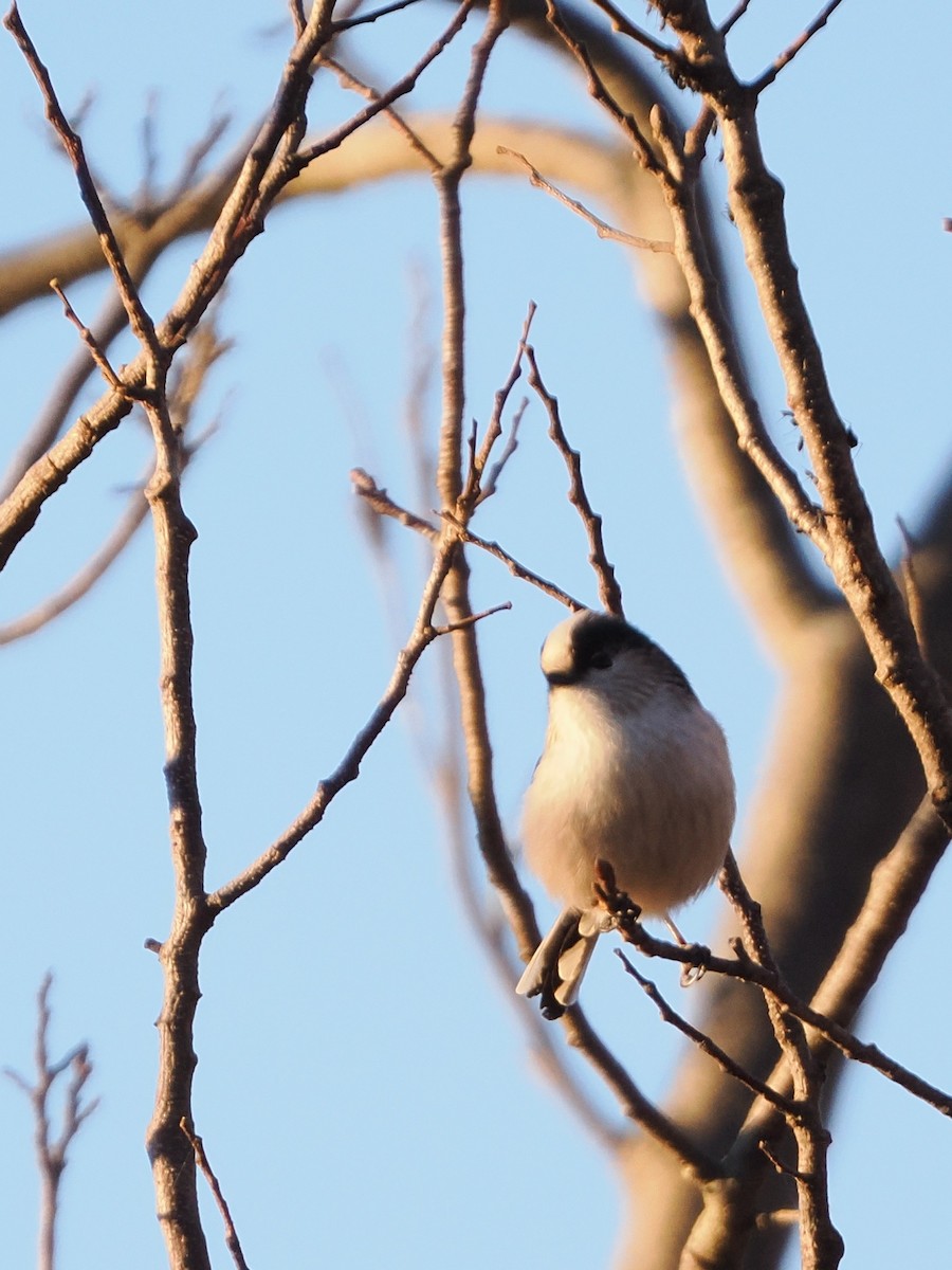 Long-tailed Tit - ML646769431