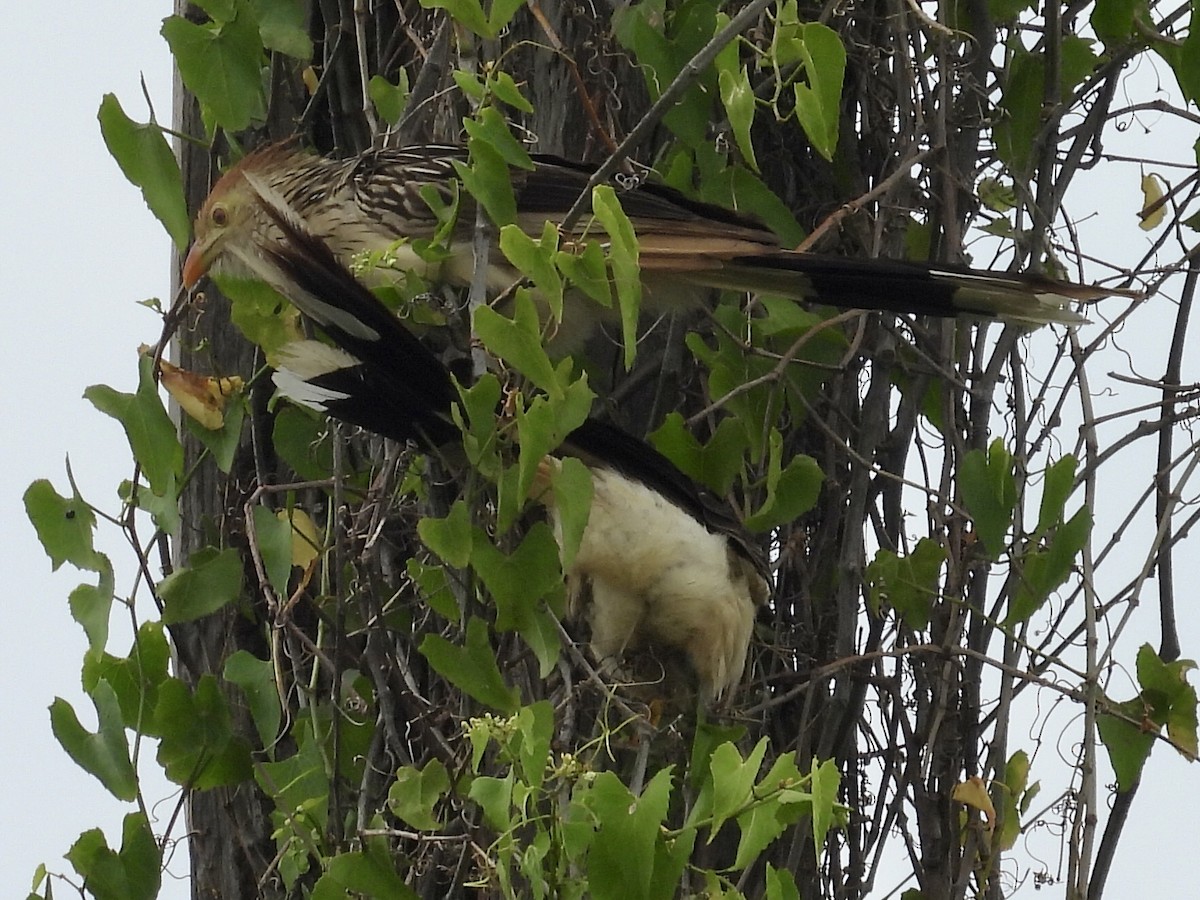 Pirincho - ML646769433