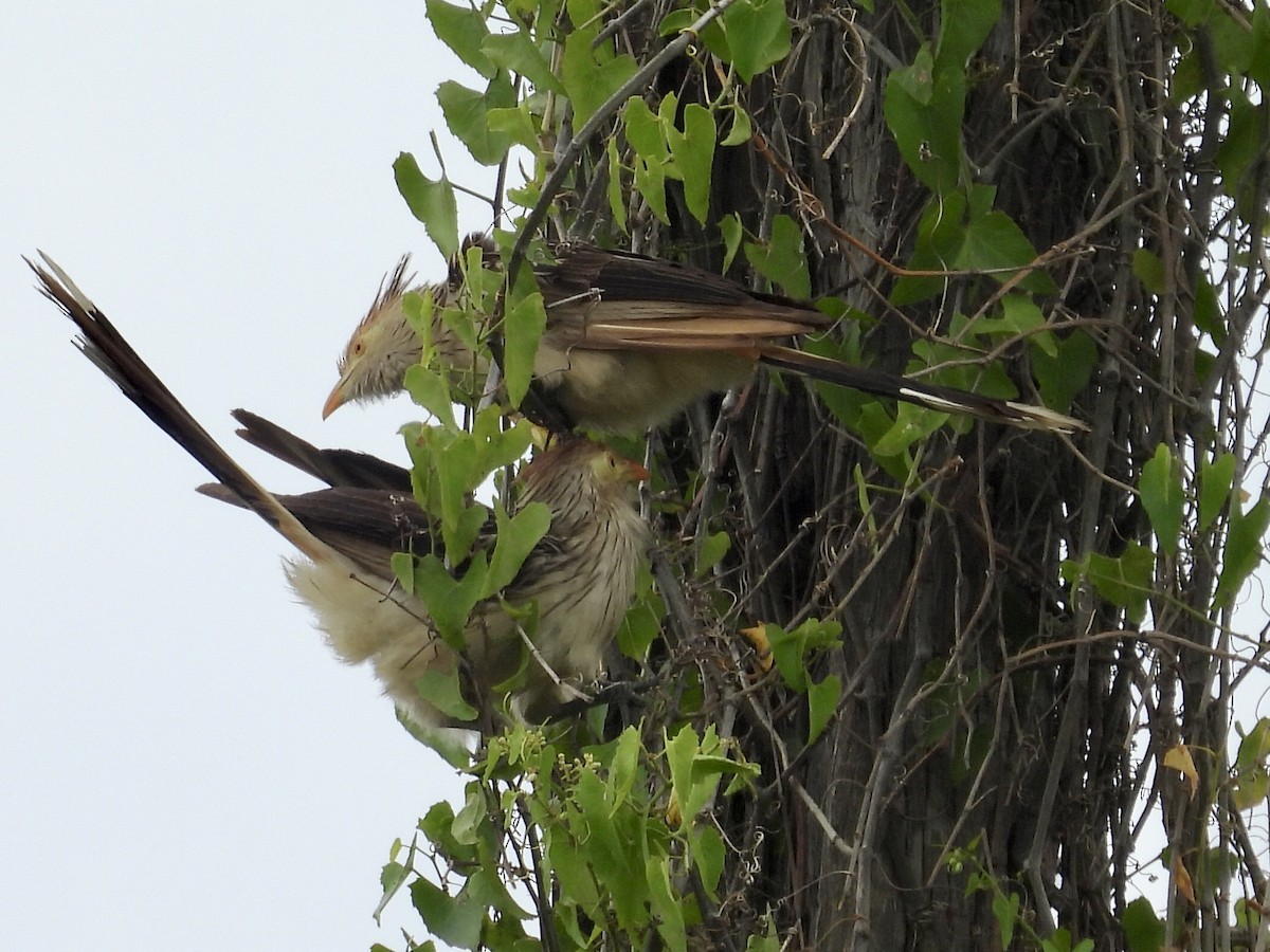 Pirincho - ML646769434