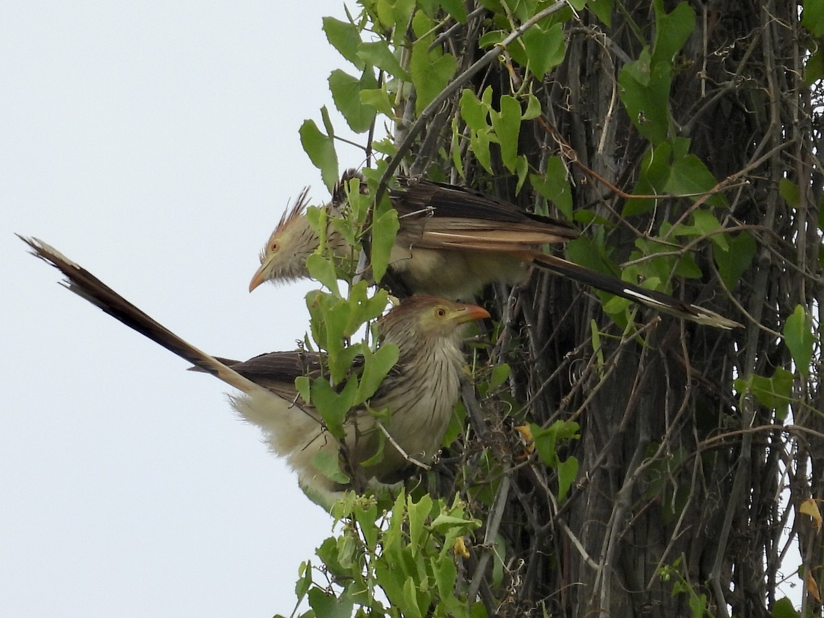 Pirincho - ML646769435