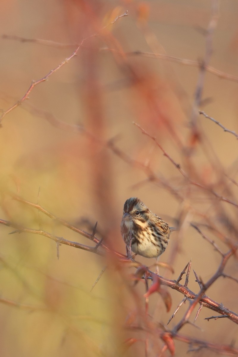 sangspurv - ML646769436