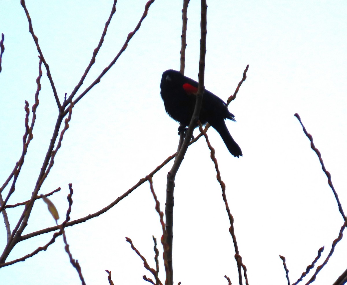 rødvingetrupial - ML646769437