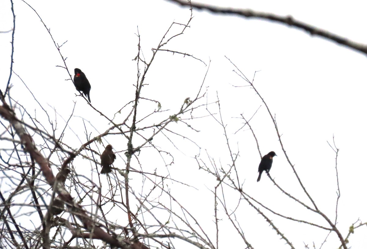 rødvingetrupial - ML646769438