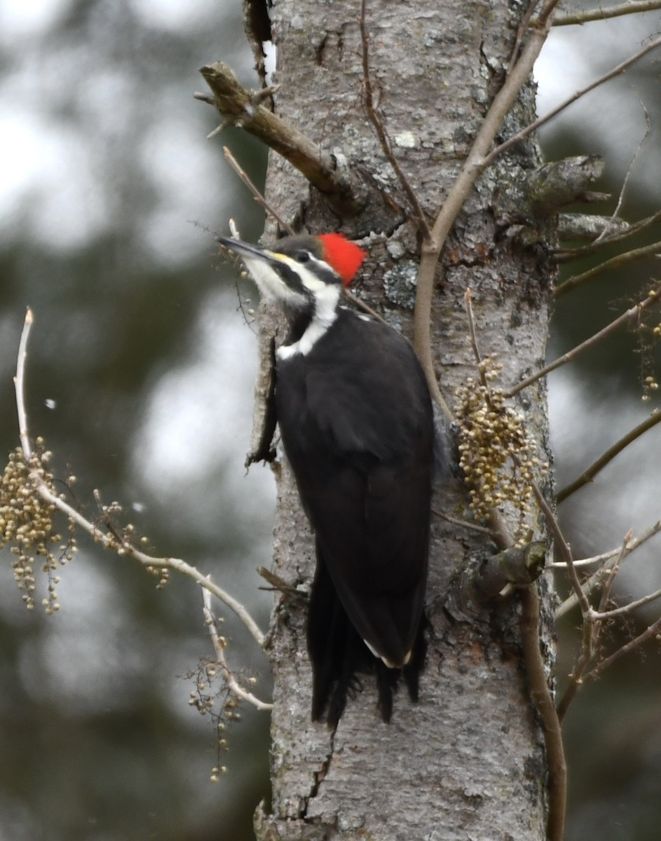 Хохлатая желна - ML646769439