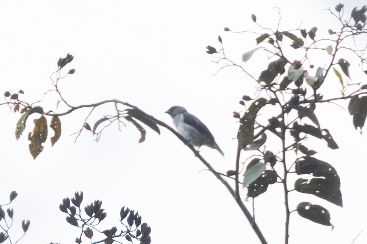 Plain-colored Tanager - ML646769440