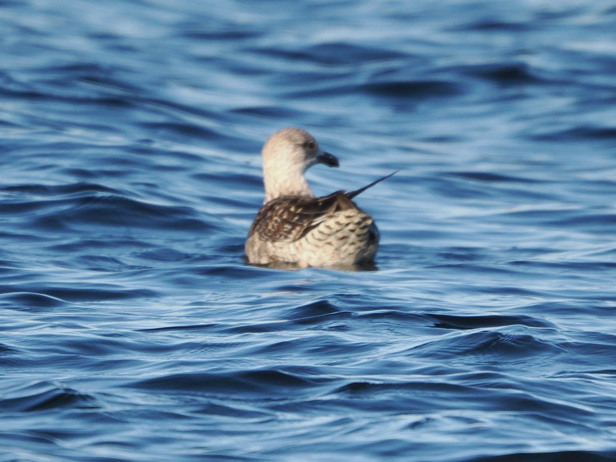 Kaio iluna - ML646769441