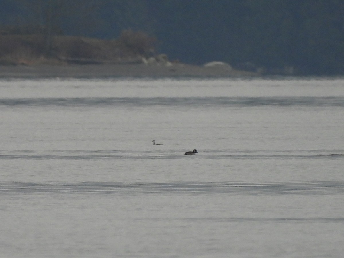 Ухаа шунгуур - ML646769442