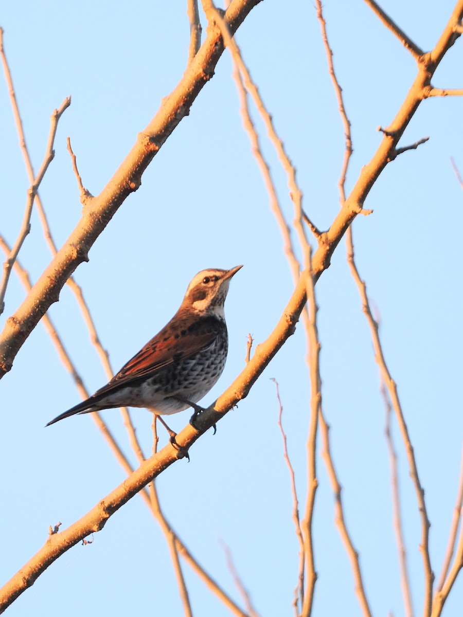 Dusky Thrush - ML646769444