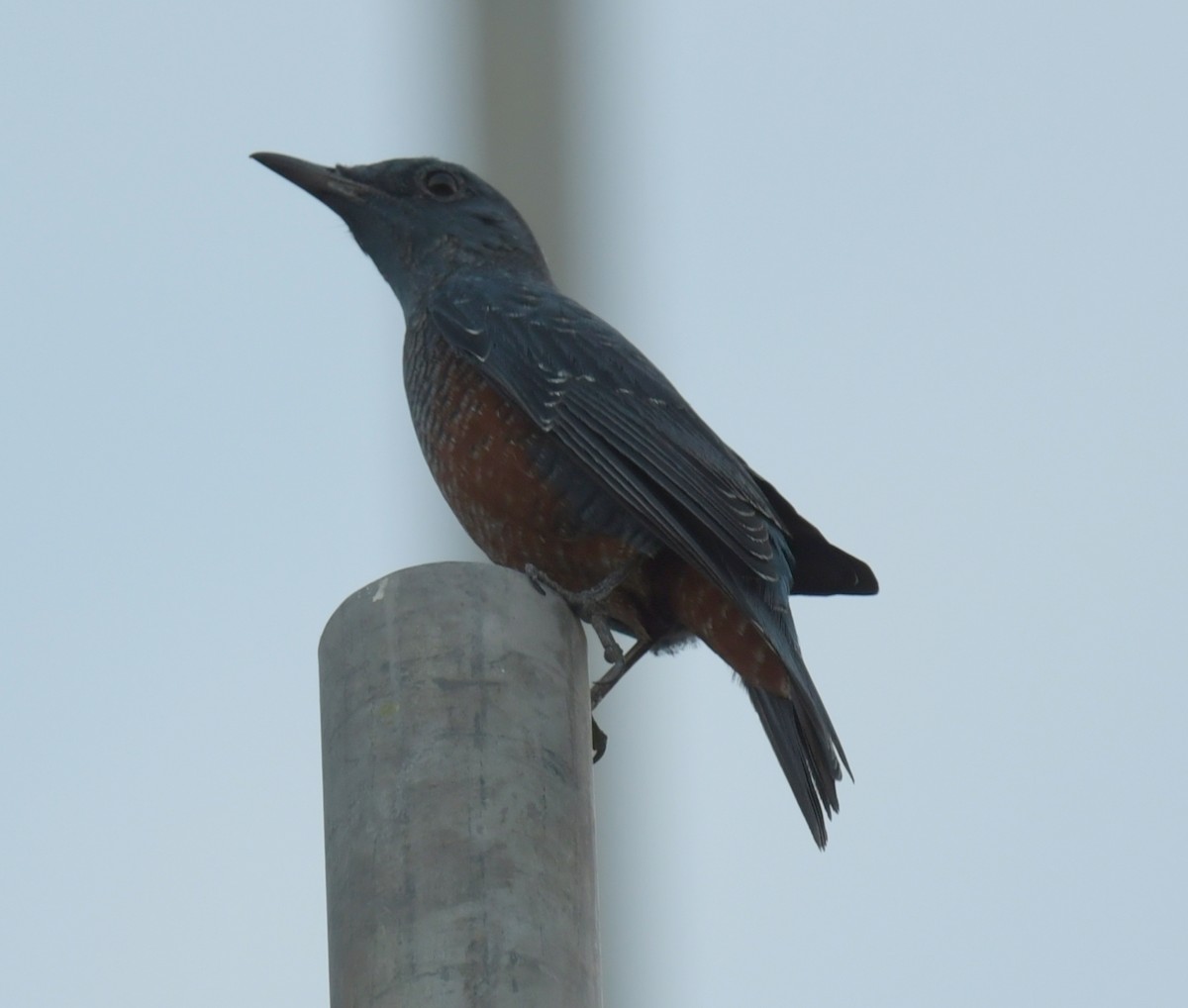 Roquero Solitario - ML646769445