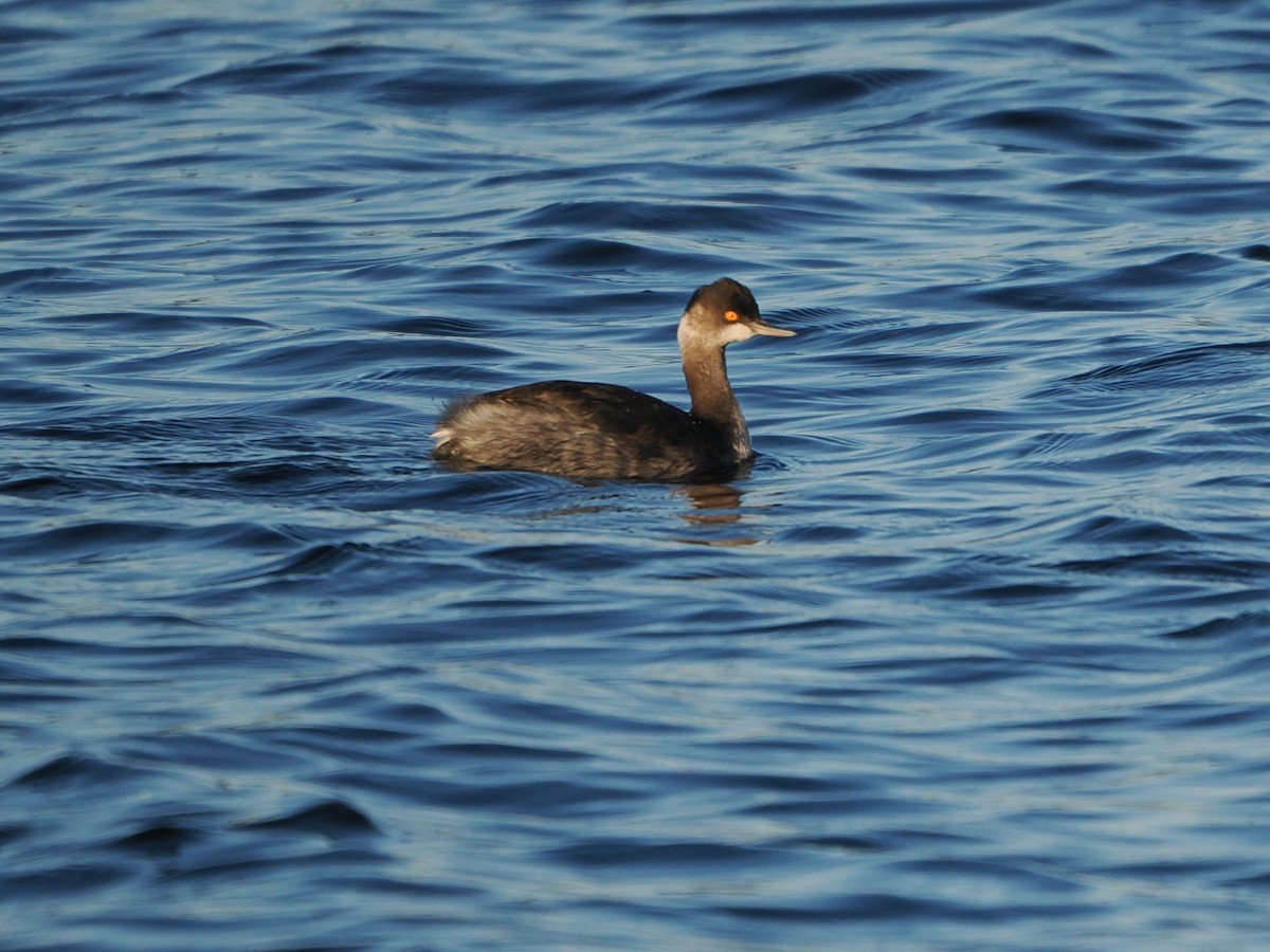 Grèbe à cou noir - ML646769446