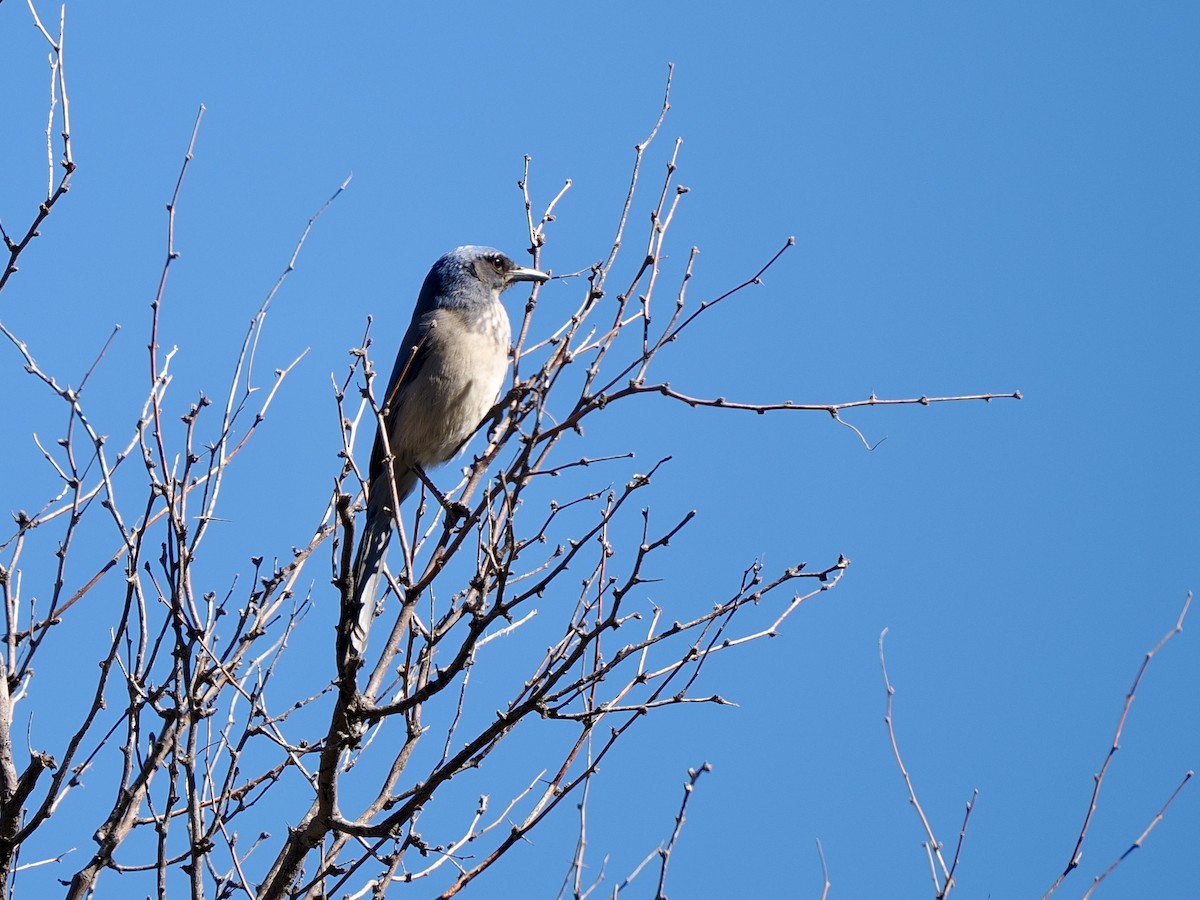 Woodhouse's Scrub-Jay - ML646769447