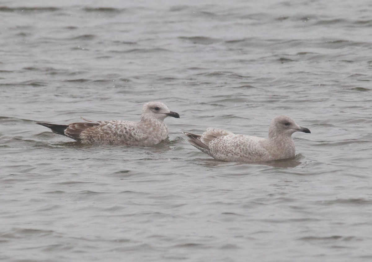 Goéland arctique (thayeri) - ML646769448