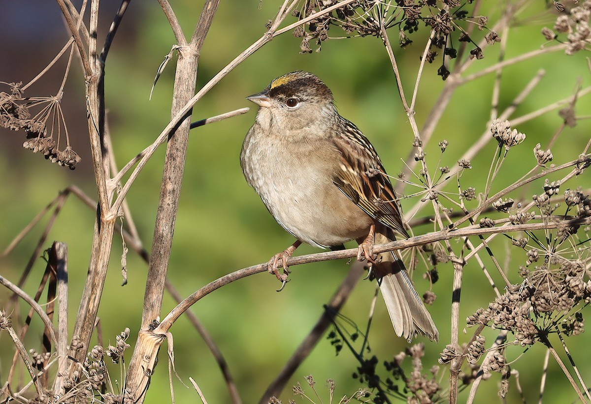Chingolo Coronidorado - ML646769451