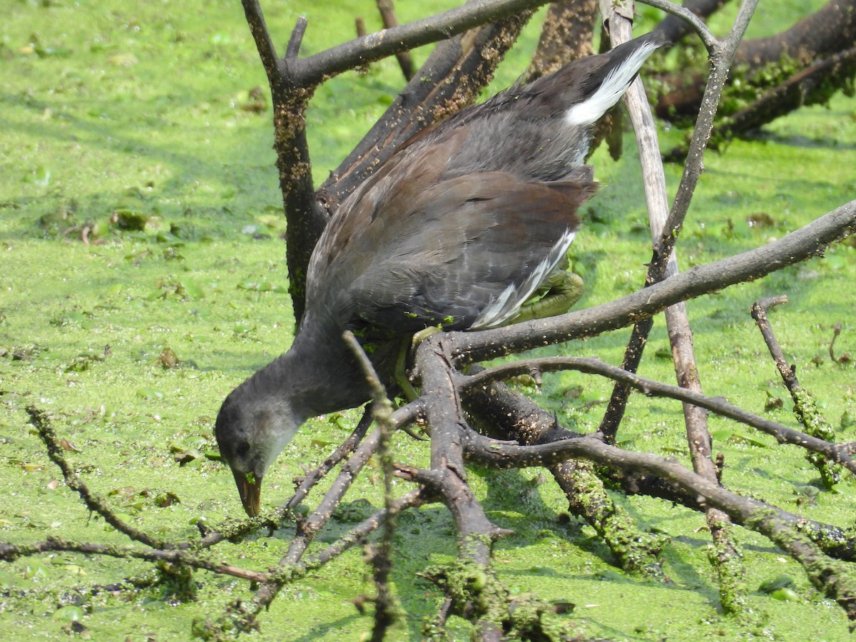 slípka americká - ML646769456