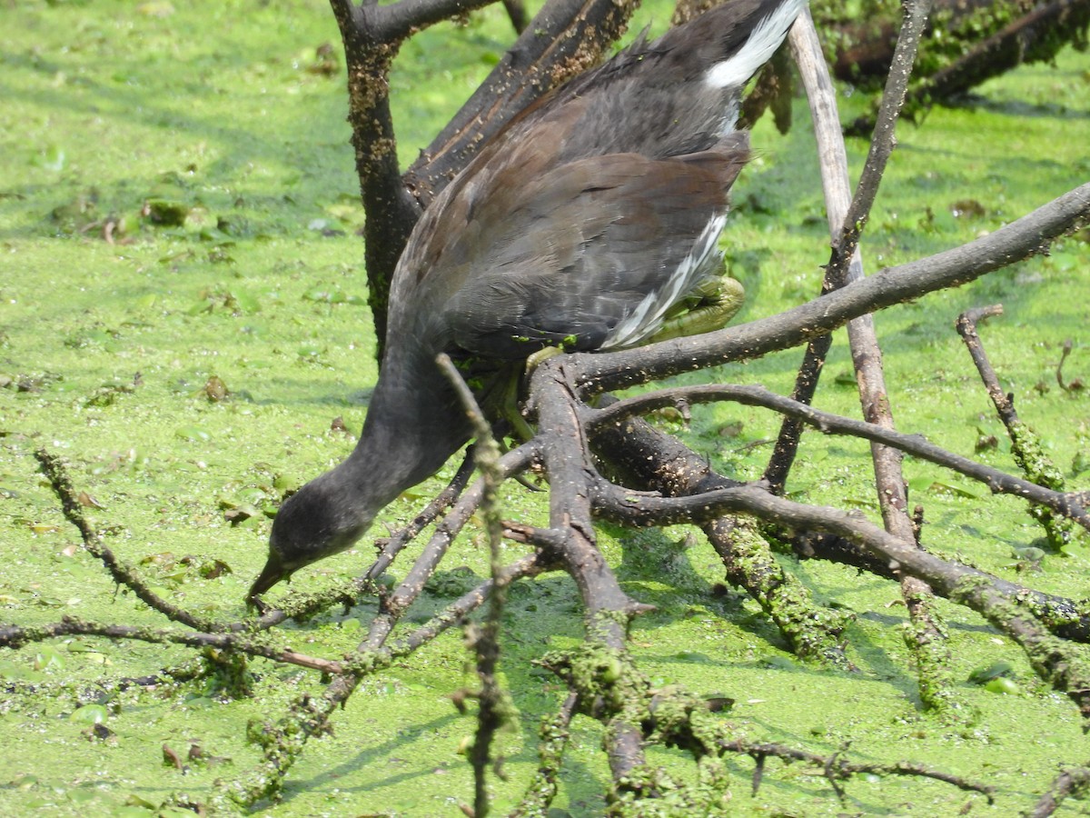 slípka americká - ML646769457