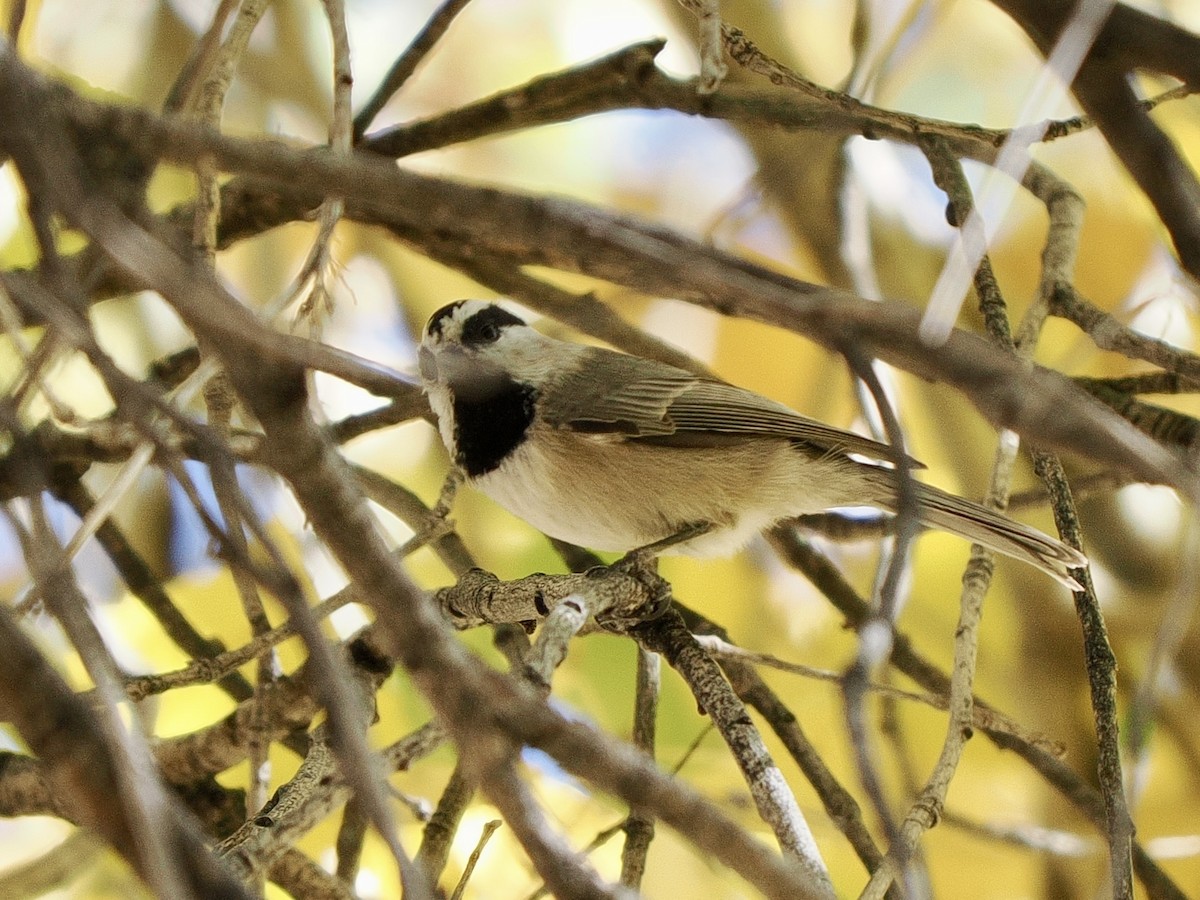 Mountain Chickadee - ML646769458