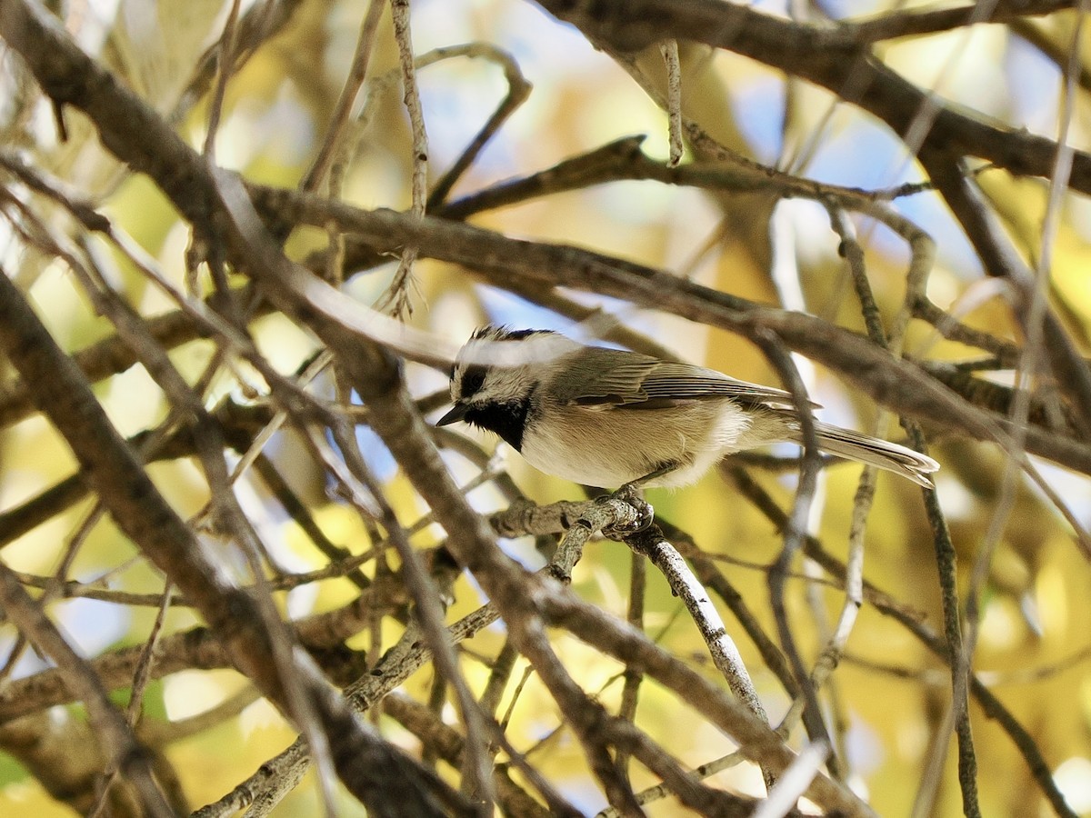 Mountain Chickadee - ML646769459