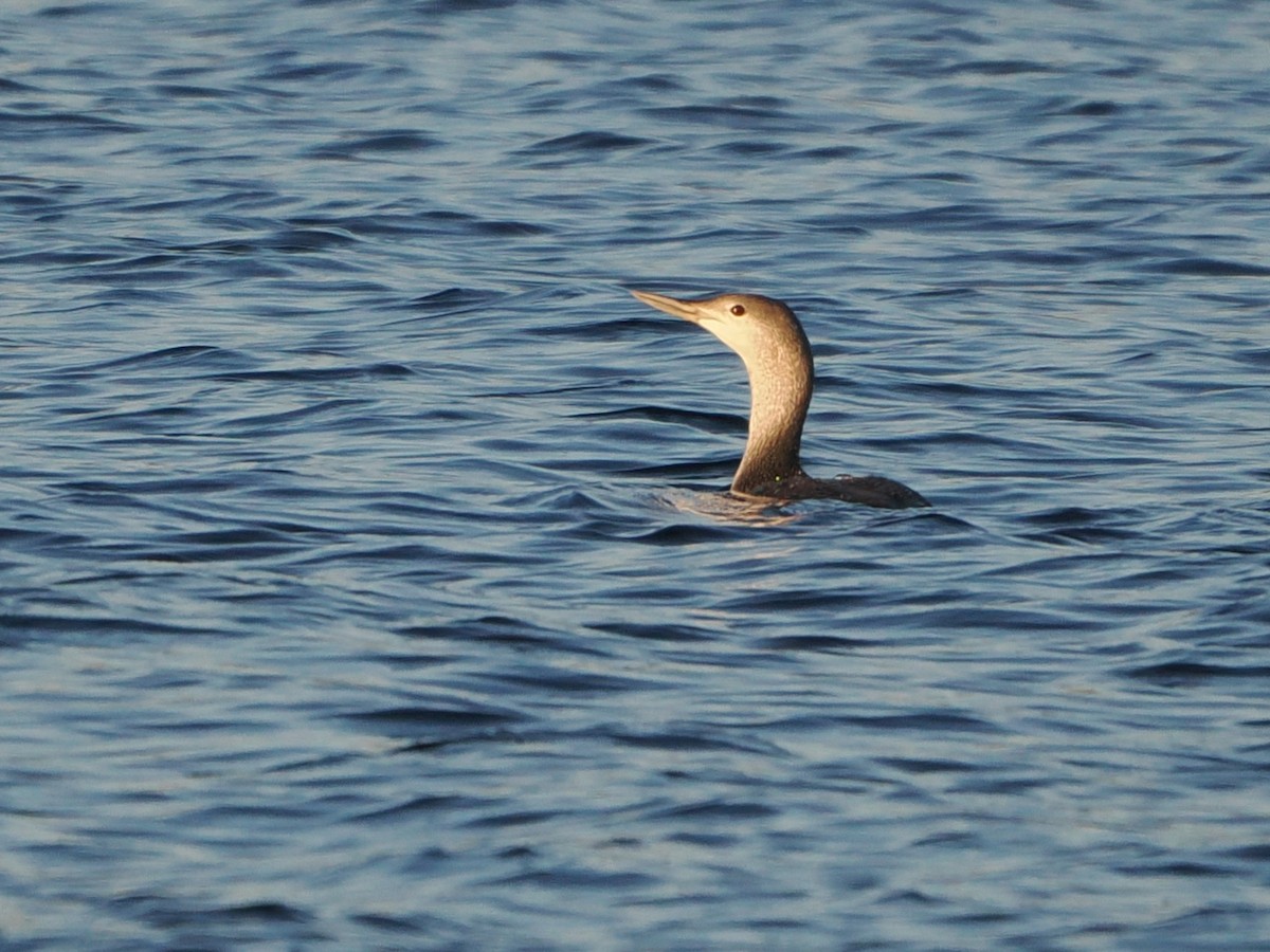 Aliota txikia - ML646769460