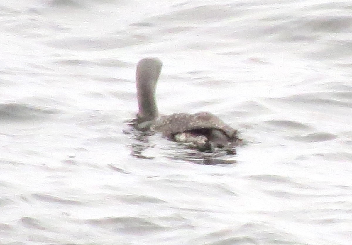 Strolaga minore - ML646769462