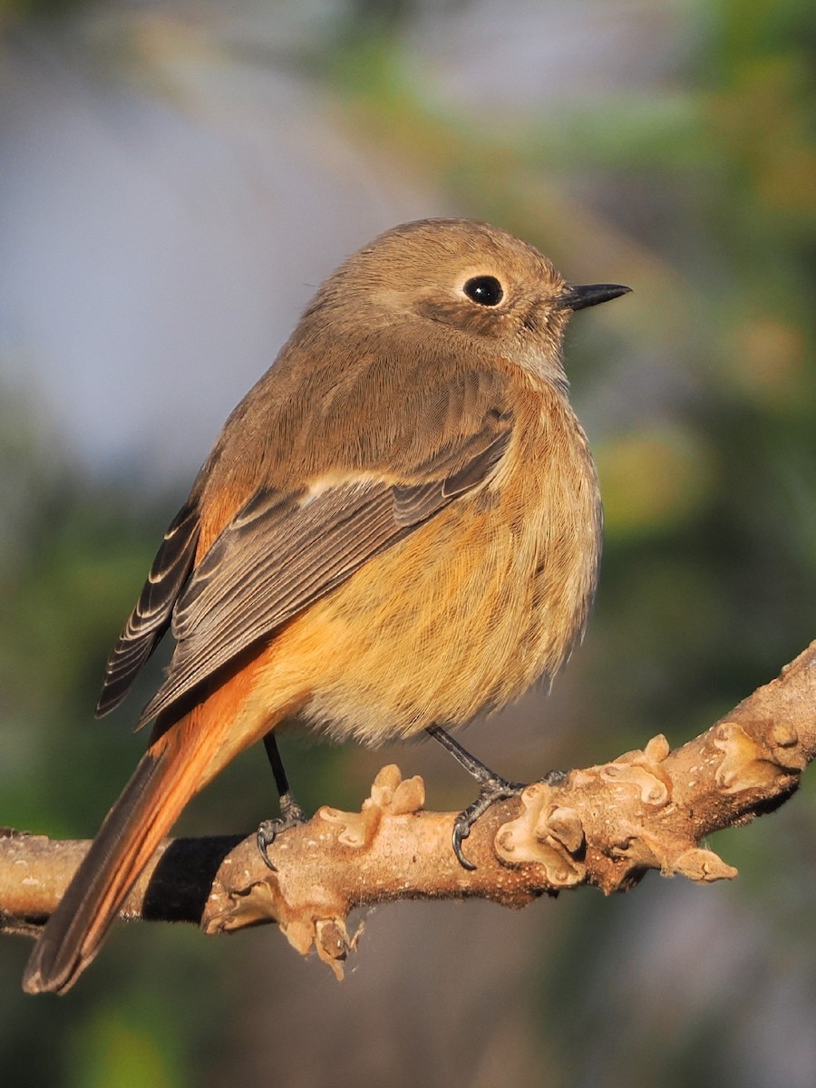 Daurian Redstart - ML646769463