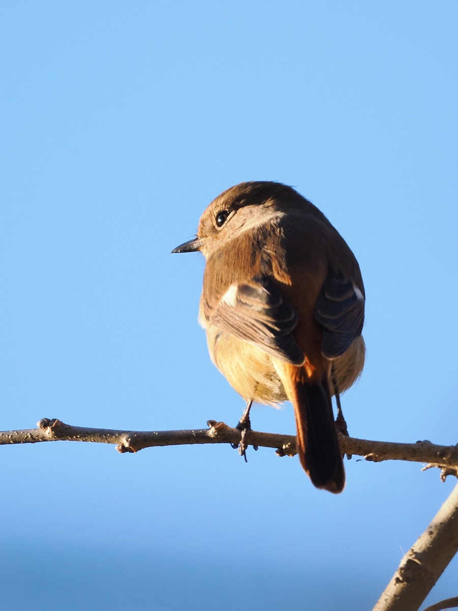 Daurian Redstart - ML646769464