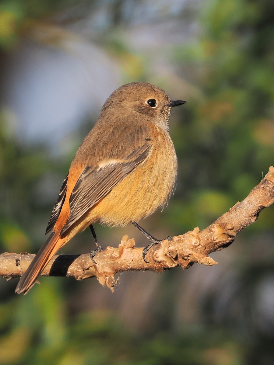 Daurian Redstart - ML646769466