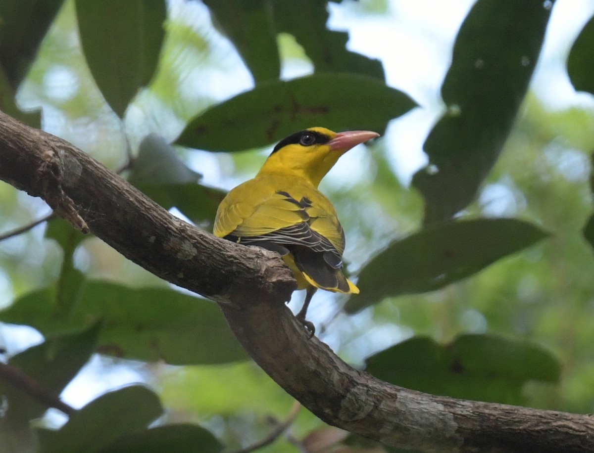Oropéndola China - ML646769467