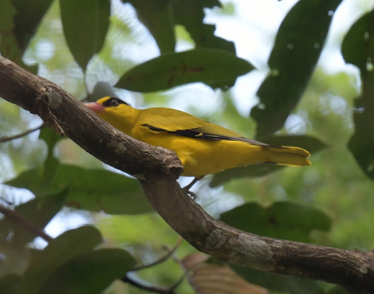 Oropéndola China - ML646769468