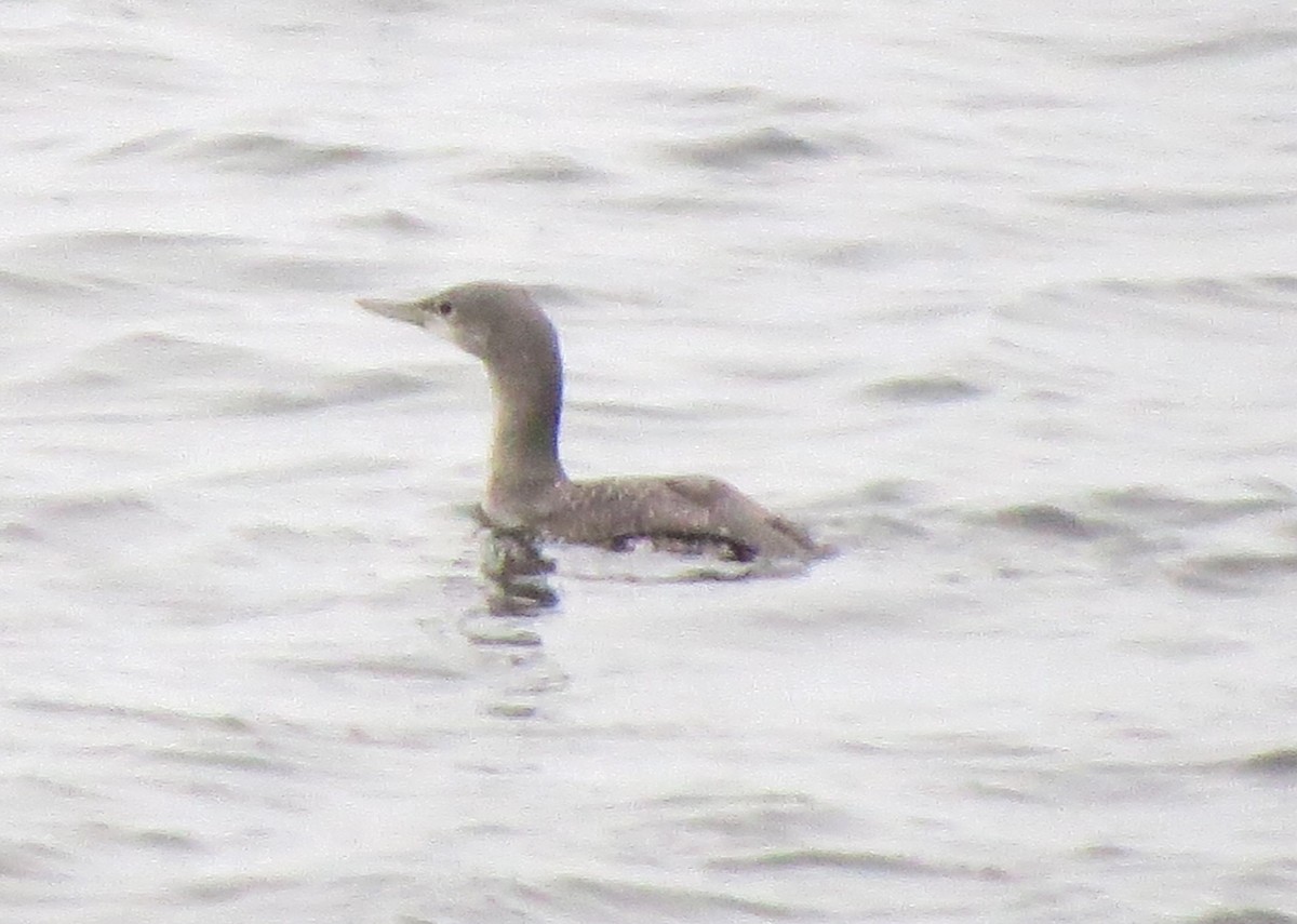 Strolaga minore - ML646769469