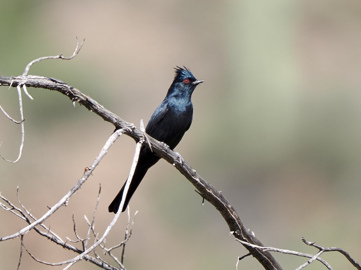 Phainopepla - ML646769471