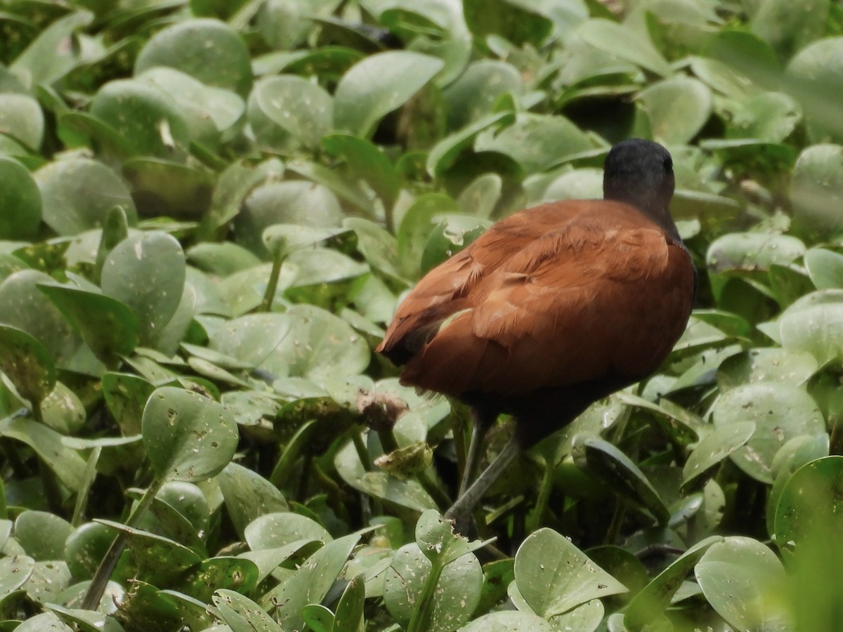 Jacana Sudamericana - ML646769472