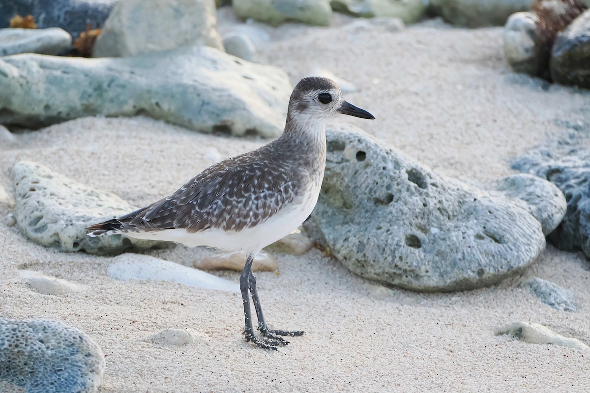 חופזי מנומר - ML646769473