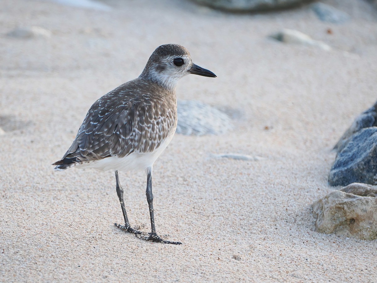 חופזי מנומר - ML646769474