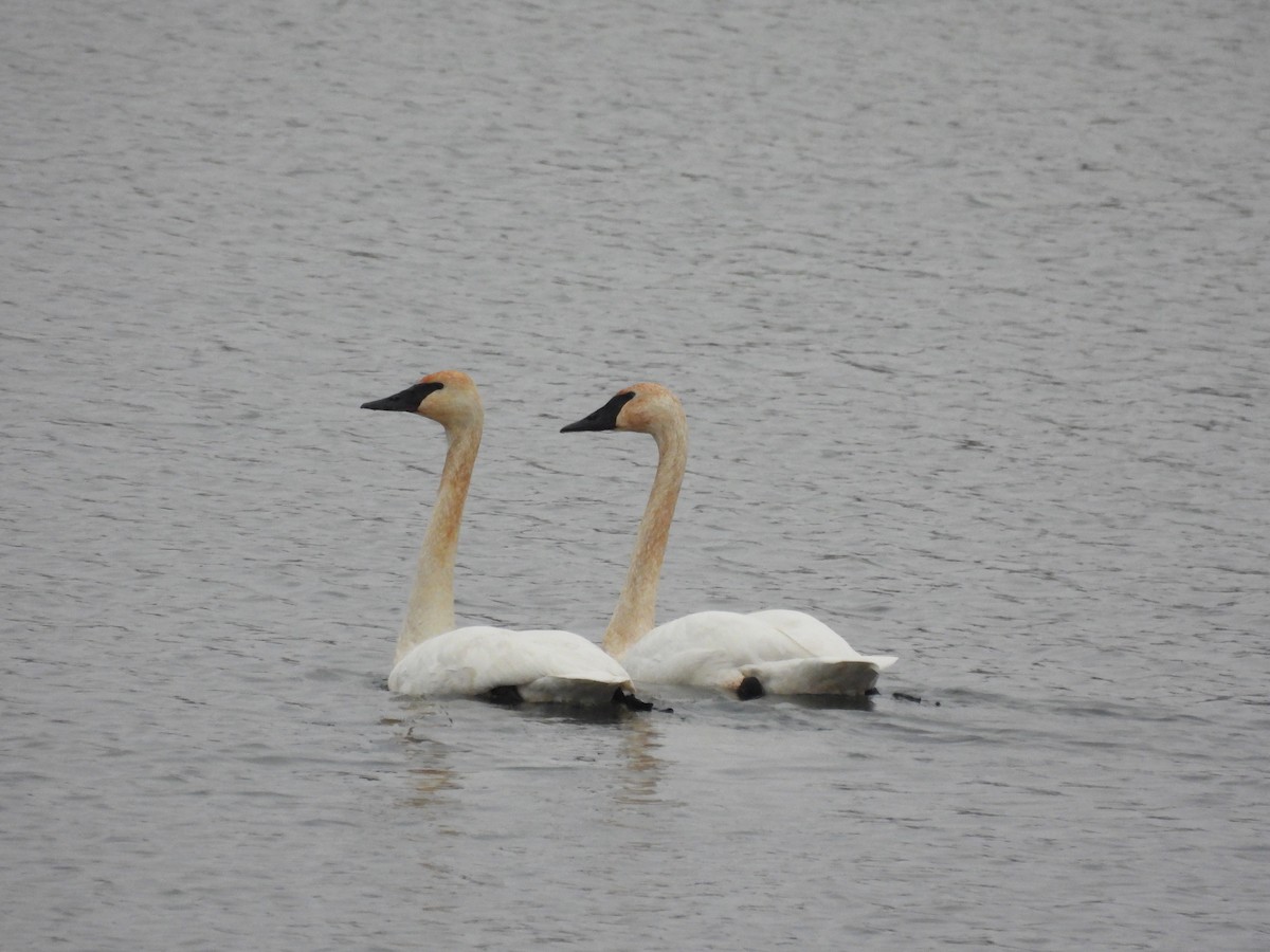 Cisne Trompetero - ML646769475
