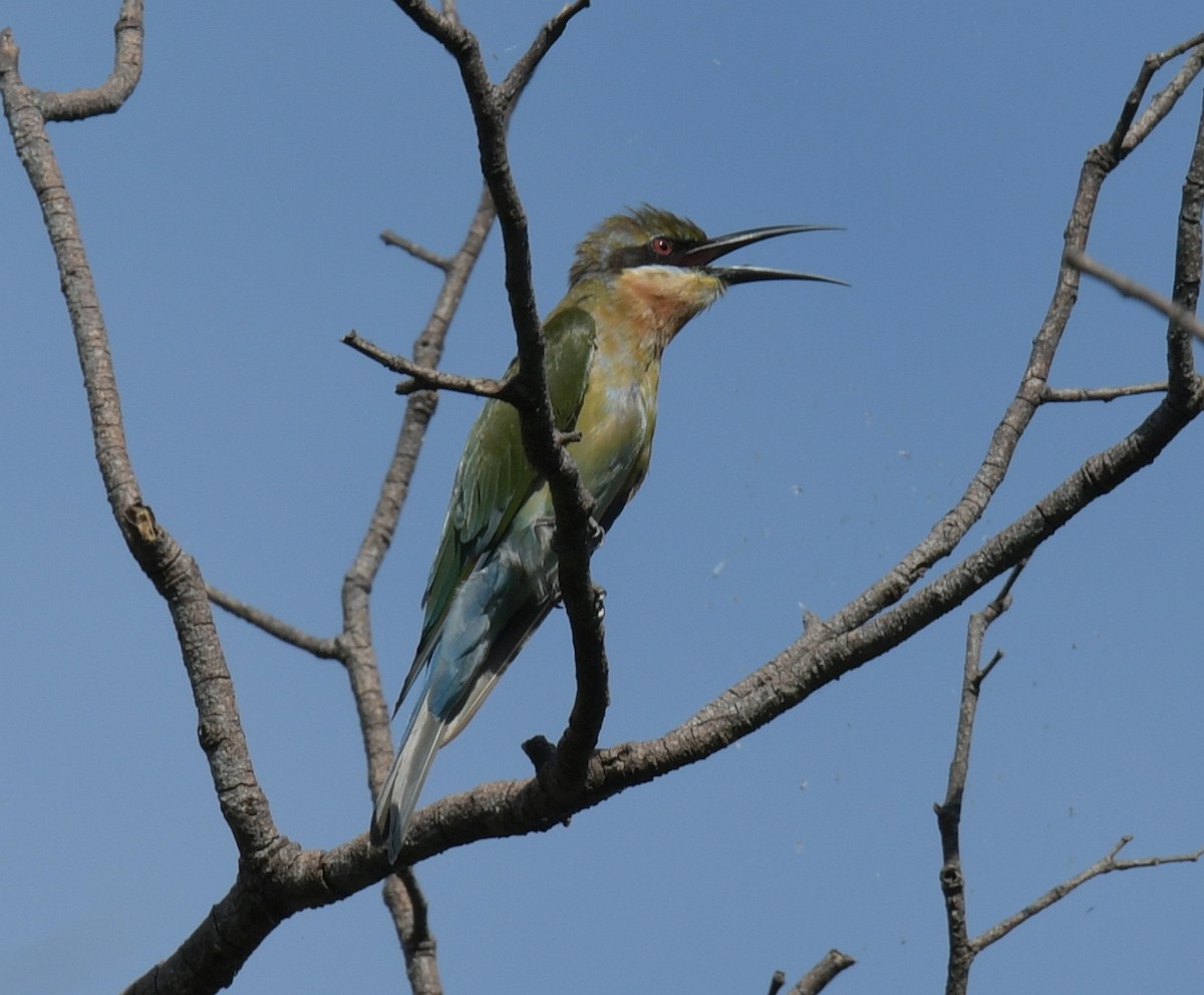 Abejaruco Coliazul - ML646769476