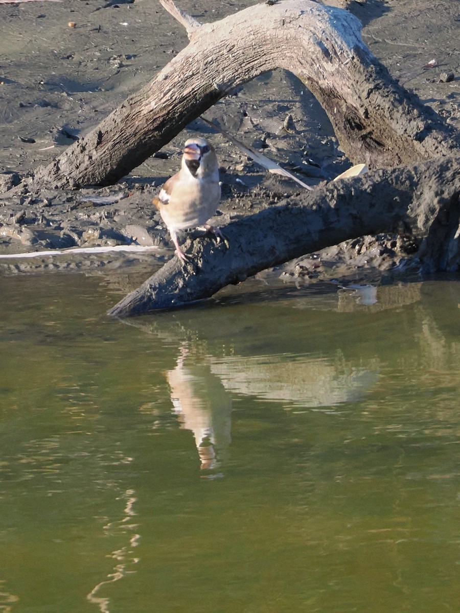 Hawfinch - ML646769478