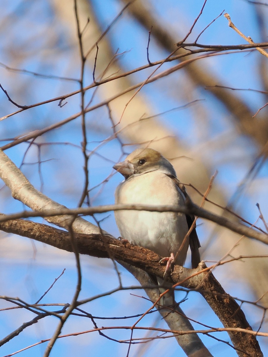 Hawfinch - ML646769479
