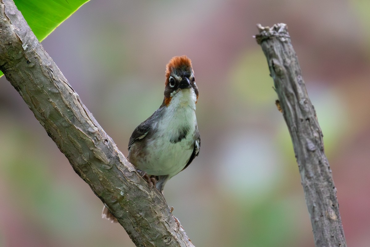 Rusty-crowned Ground-Sparrow - ML646769482