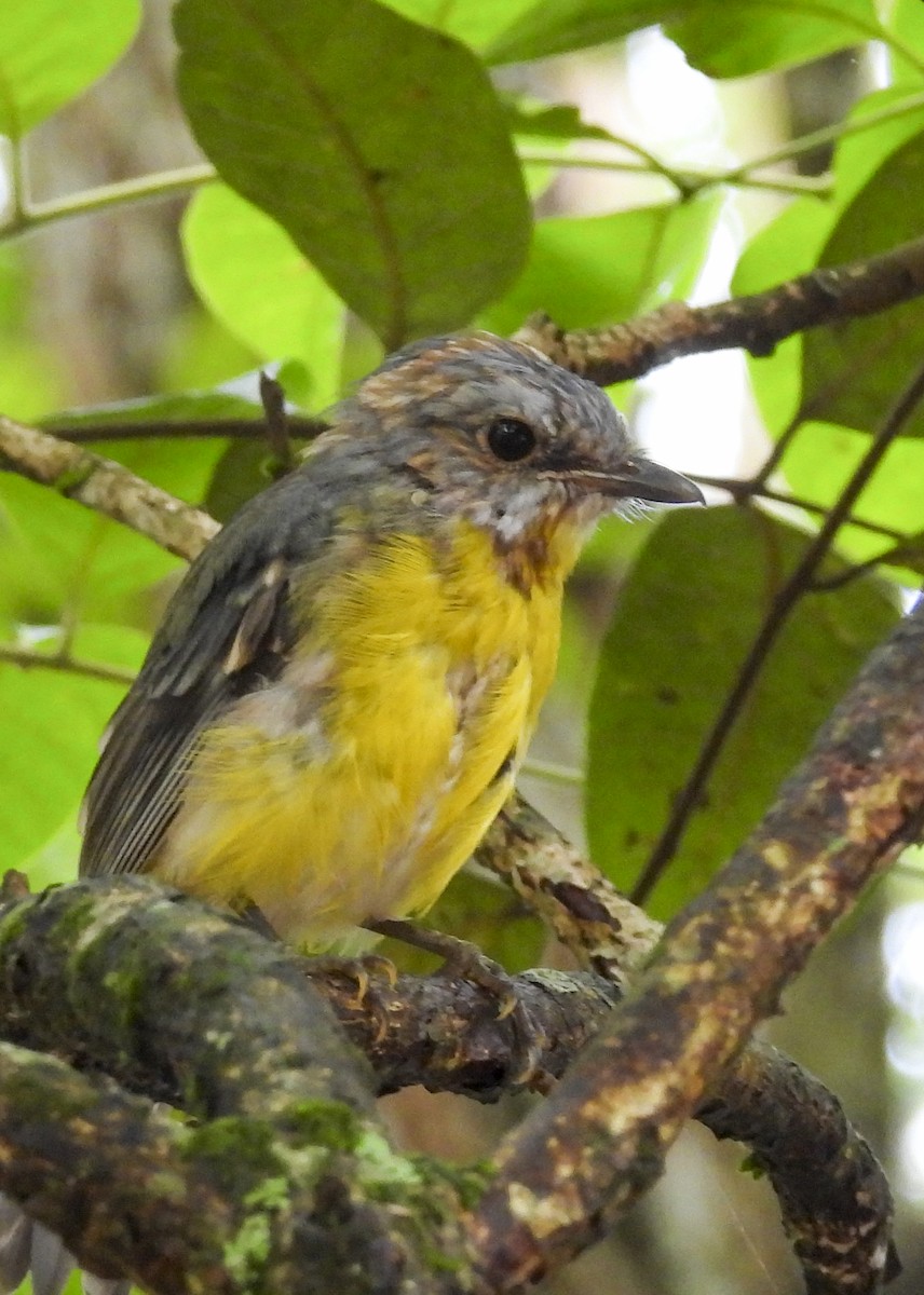 Королець жовтий - ML646769483