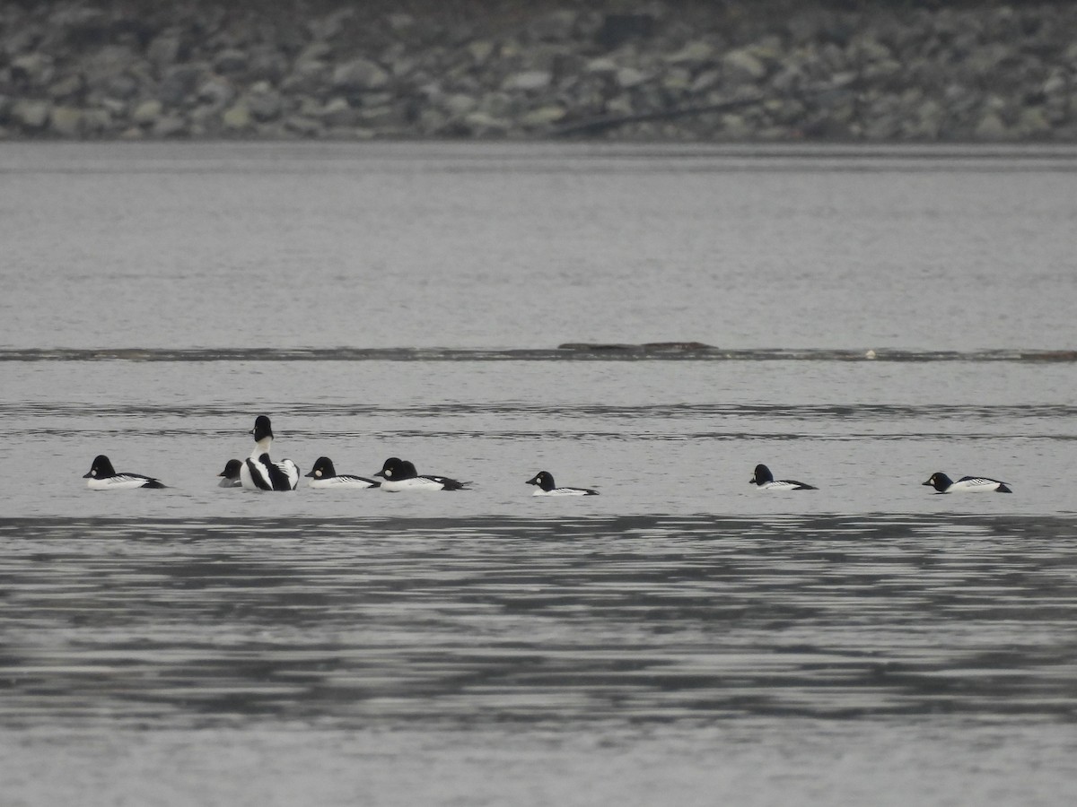 Алаг шунгаач - ML646769490