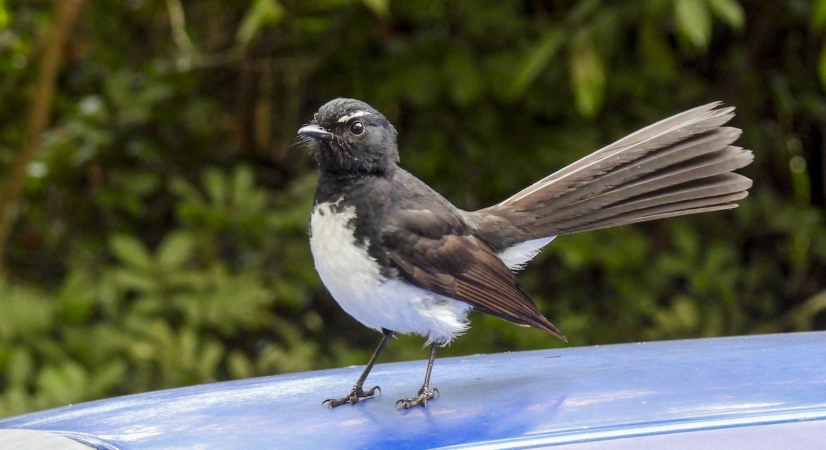 Віялохвістка чорноряба - ML646769492