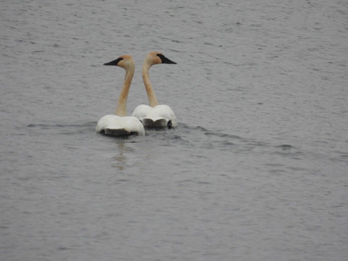 Cisne Trompetero - ML646769493