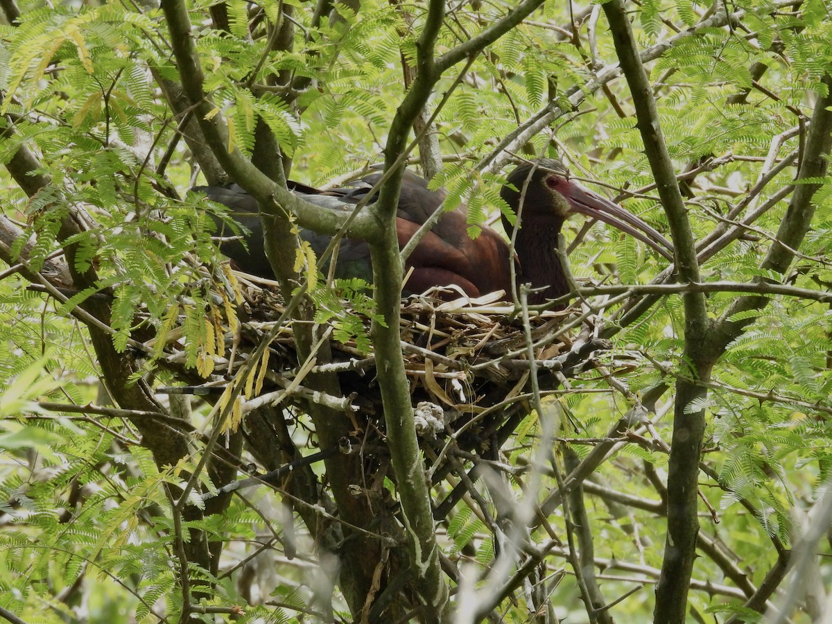 Morito Cariblanco - ML646769496
