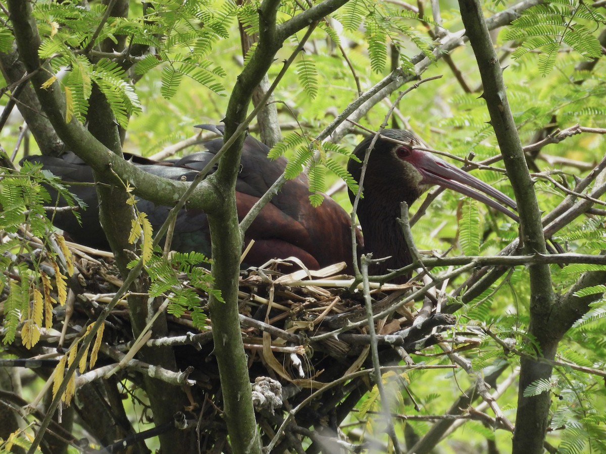 Morito Cariblanco - ML646769497