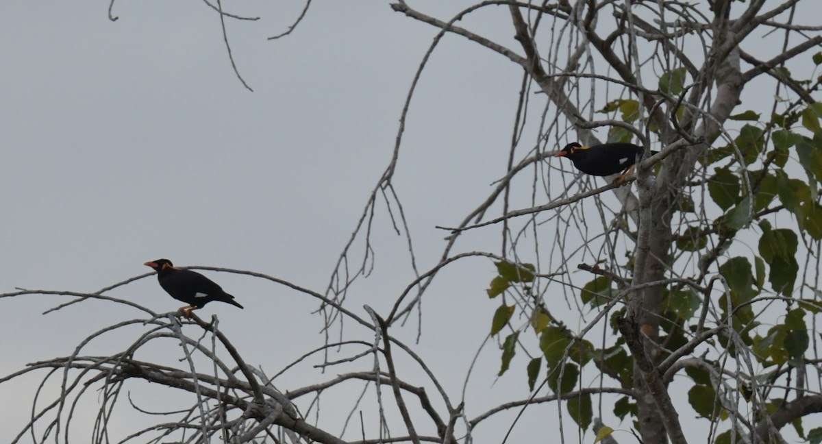 Miná Religioso - ML646769498