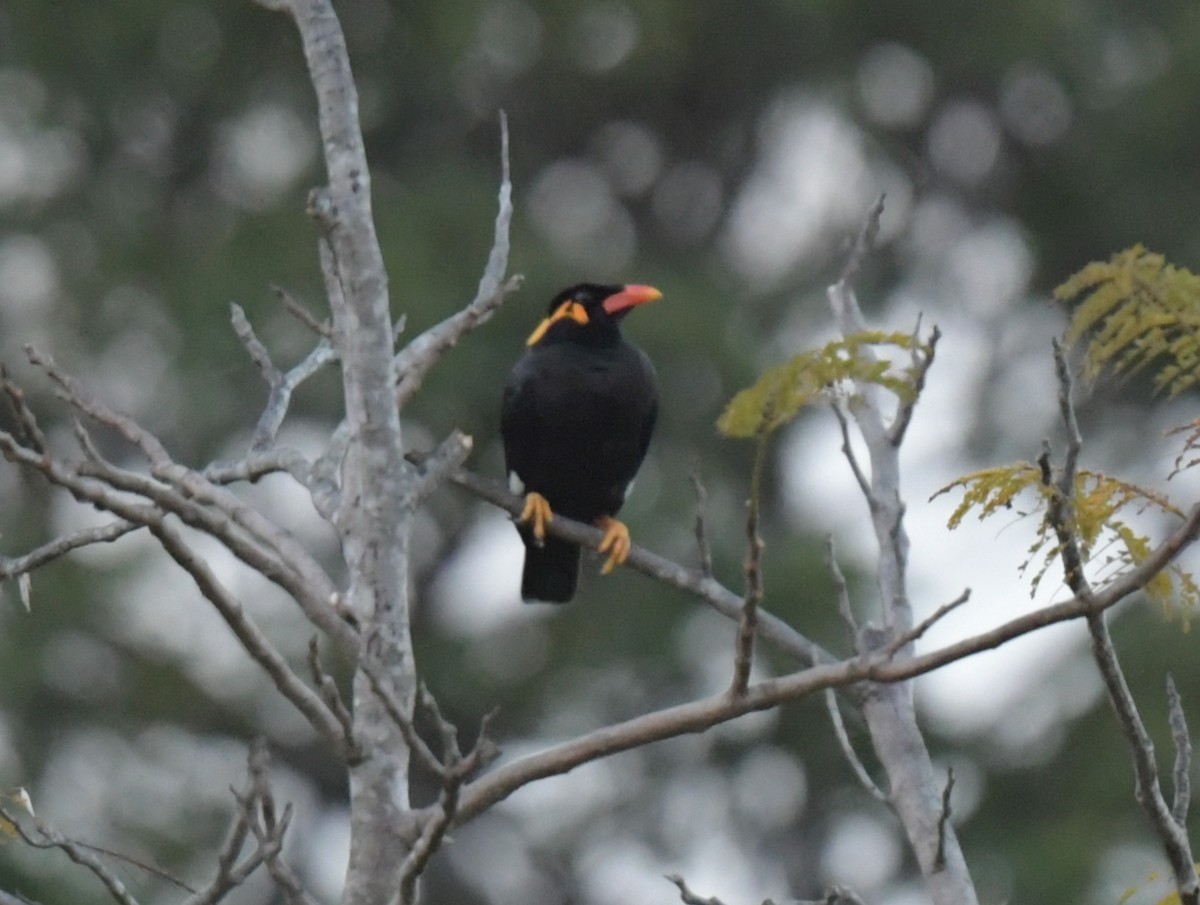 Miná Religioso - ML646769499
