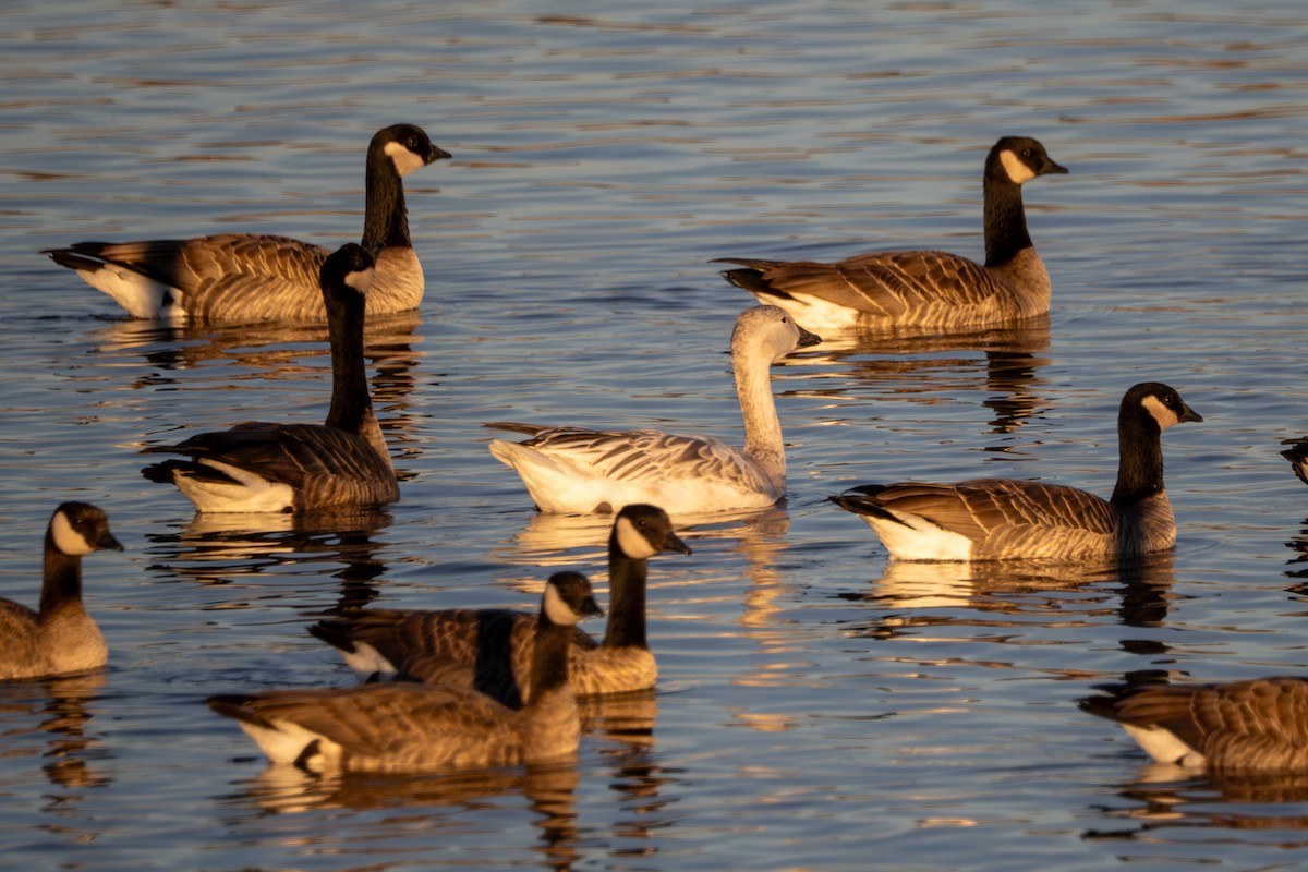 Snow Goose - ML646769500